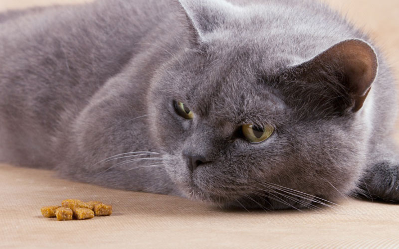 Ayuda al gato en casa (problemas estomacales)