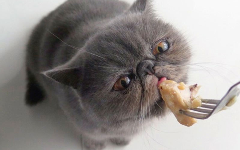 Principales causas por las que los gatos rechazan la comida