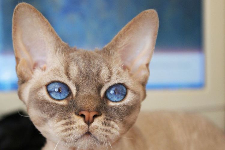 Devon Rex de ojos azules
