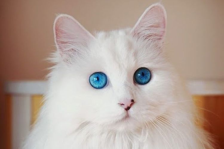 Gato de ojos azules