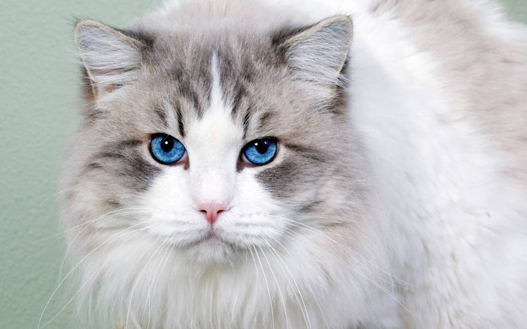 Gato de ojos azules Ojos Azules