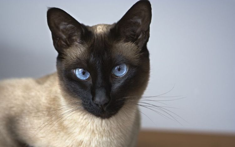 Gata siamesa de ojos azules