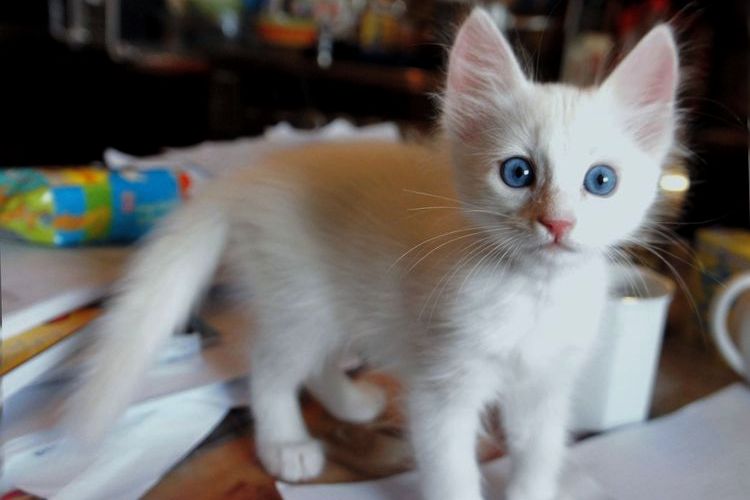 Gatito de Angora Turca de ojos azules