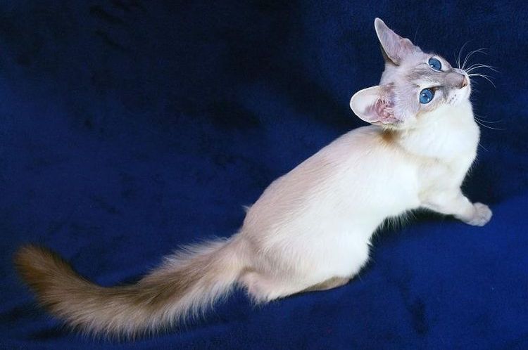 Javanés de ojos azules