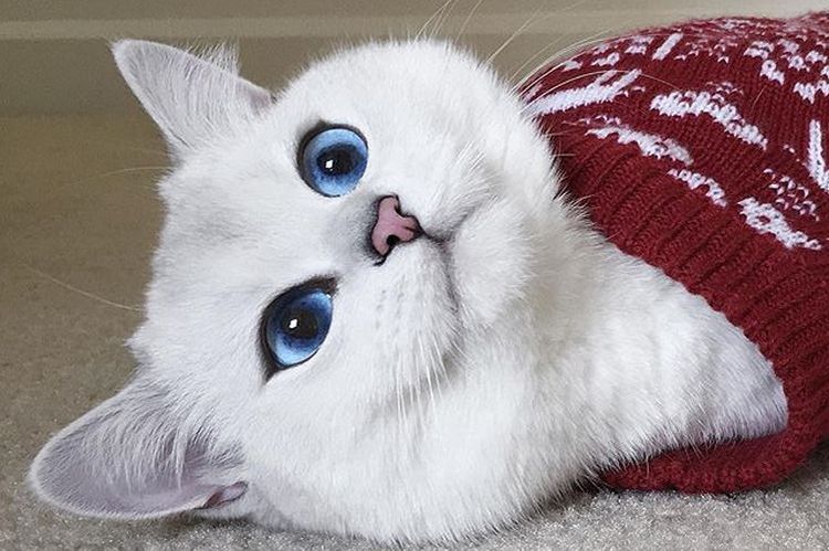 Gato británico de pelo corto de ojos azules