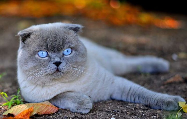Scottish Fold de ojos azules