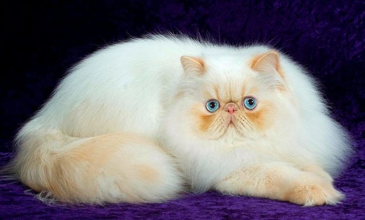 Gato persa de ojos azules
