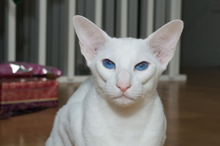 Gato oriental de pelo corto con ojos azules