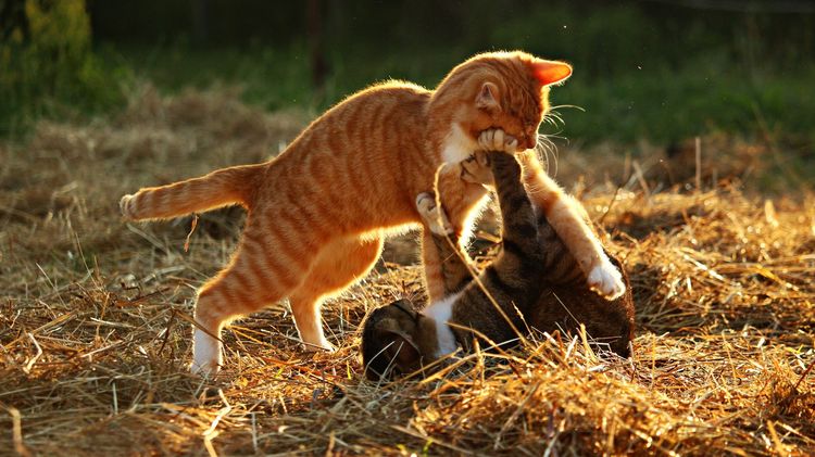 Los gatos se pelean entre sí