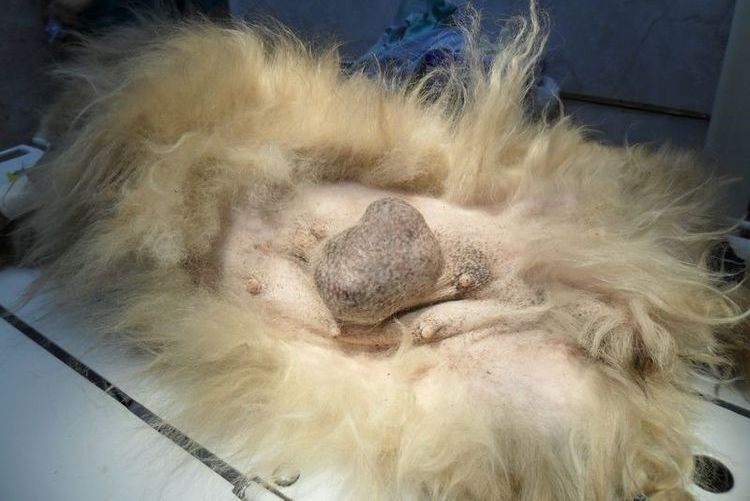 Leucemia felina