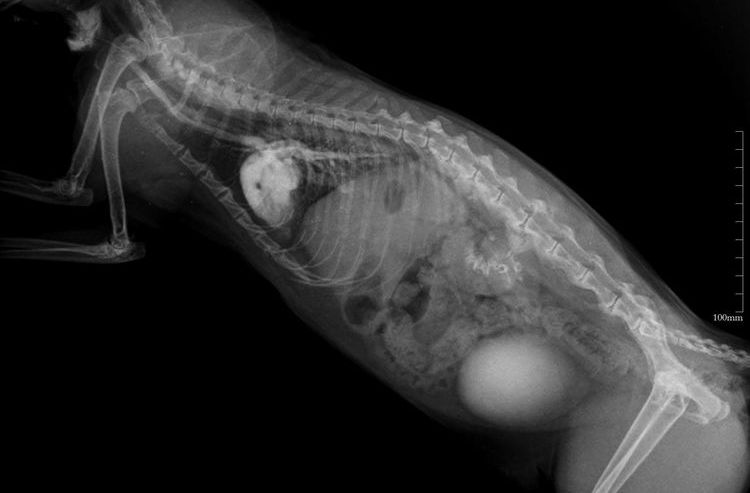 Radiografía de gato