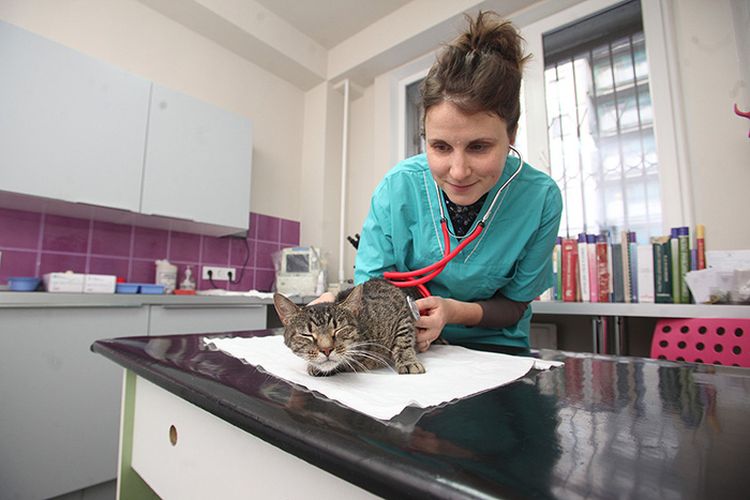 Examen del gato por el veterinario
