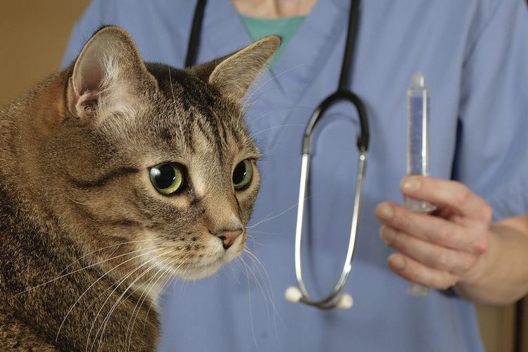 Gato en el veterinario