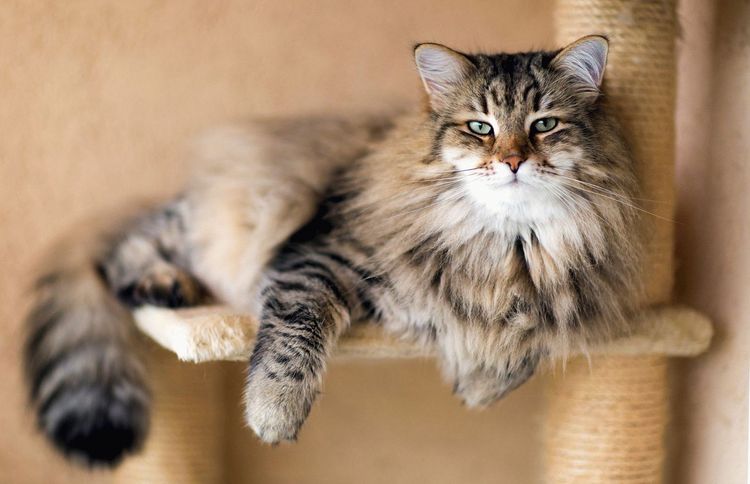 Schöner Kater