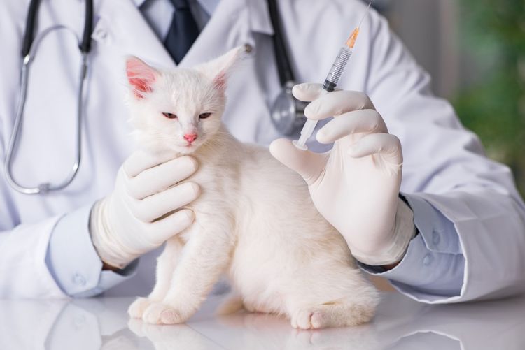 Injektionen für die Katze