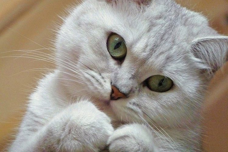Süße Katze