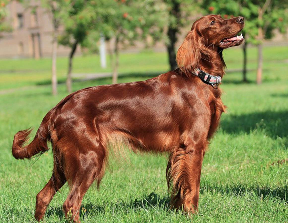 Setter irlandés