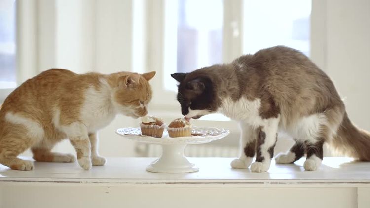Los gatos comen dulce