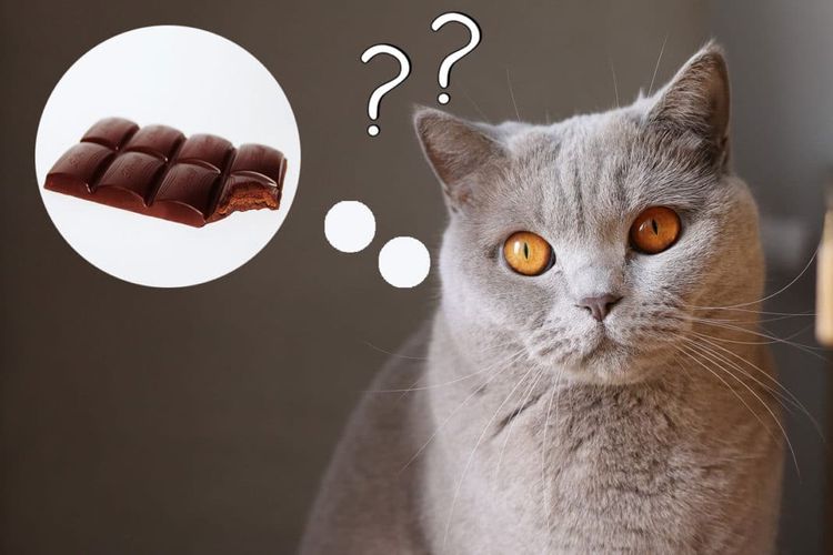 El gato piensa en chocolate