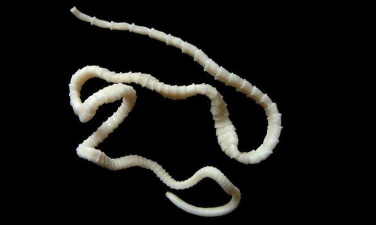 Nematoden