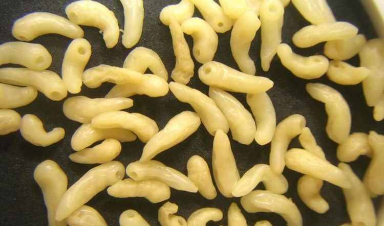 Trematoden