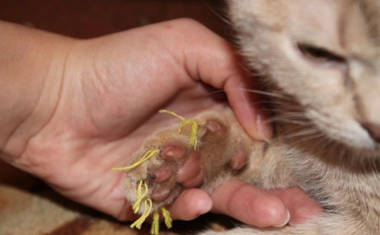 Operación de patas suaves a un gato