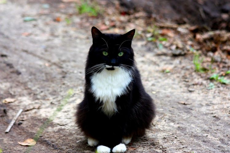 Gato negro callejero