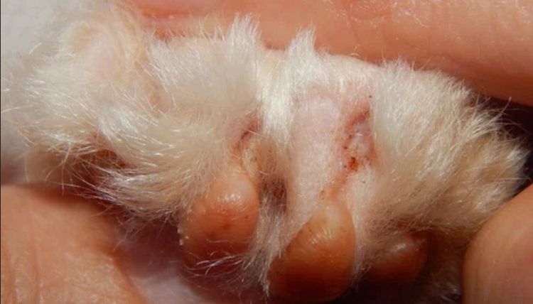 Pata de un gato tras la extracción de las uñas