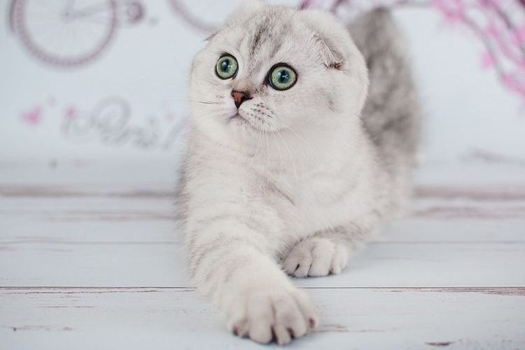 Gato de orejas caídas