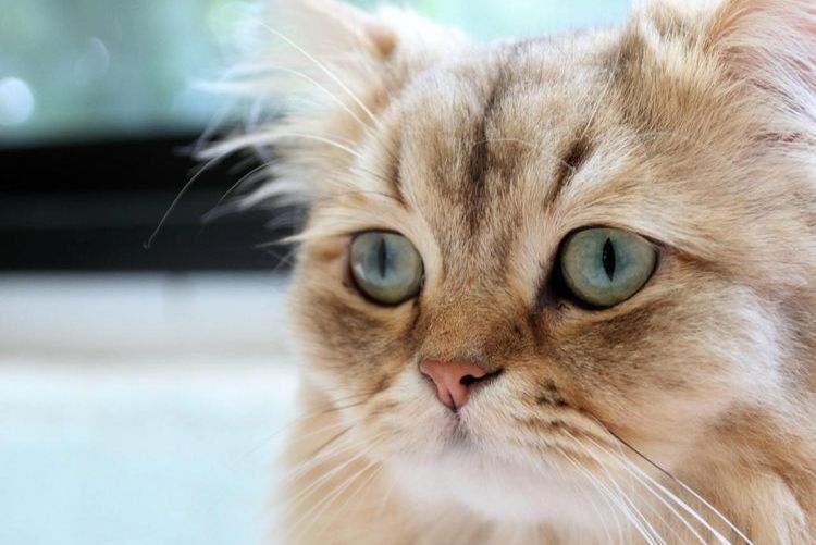 Gato triste