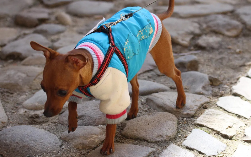 Ropa para perros: elección, tallas, quién la necesita