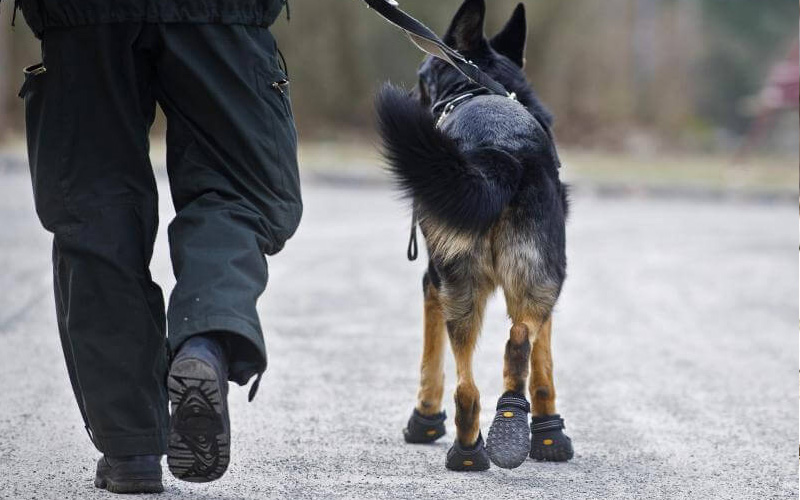 ¿Necesitan los perros ropa y zapatos?