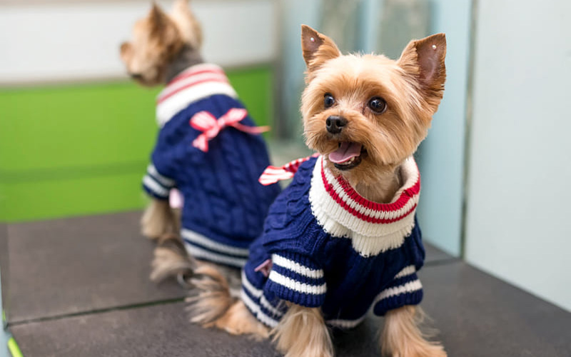 Cómo elegir ropa para el perro