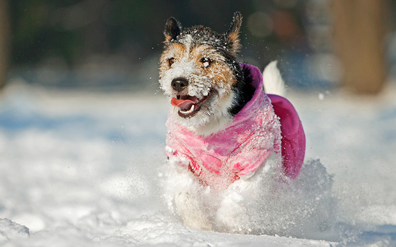 Ropa para perros en invierno: ¿belleza o necesidad?
