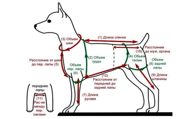 Ropa para perros: cómo tomar medidas
