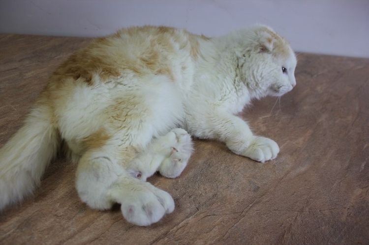 OCD en un gato