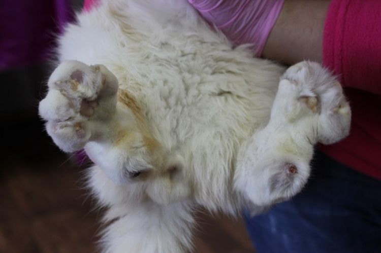 Foto de osteocondrodisplasia en un gato Scottish Fold