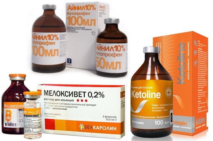 Medicamentos para el tratamiento de la OCD en gatos