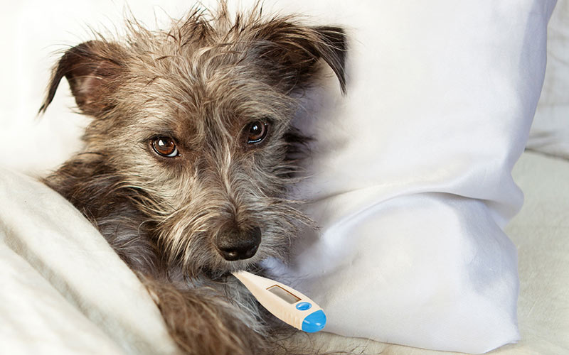 Enteritis por parvovirus en perros: síntomas, diagnóstico, tratamiento