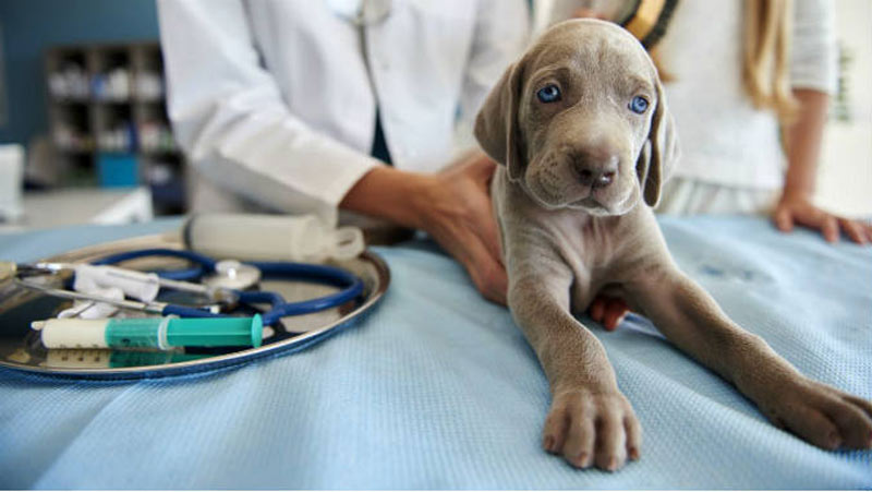 Diagnóstico y tratamiento de la enteritis en perros