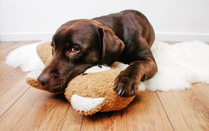 Cómo reconocer y tratar la enteritis en un cachorro