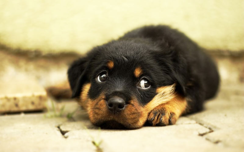 Cómo se trata la enteritis en perros, porcentaje de supervivencia de los cachorros