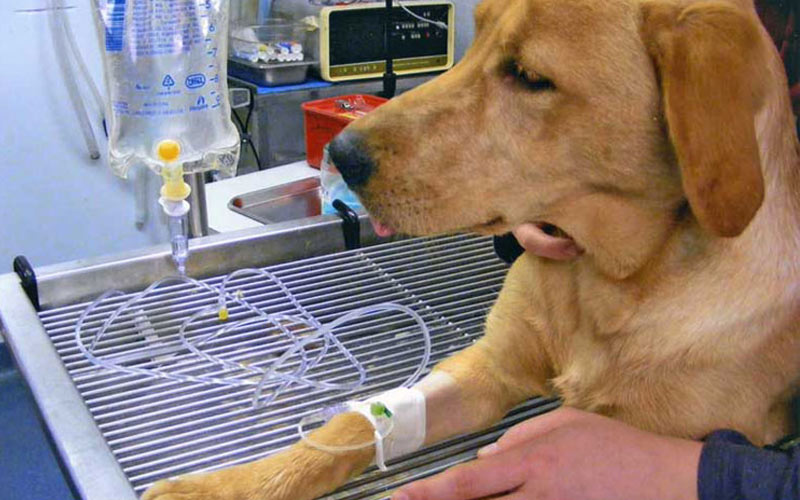 Enteritis en perros: vías de contagio, tratamiento, pronóstico