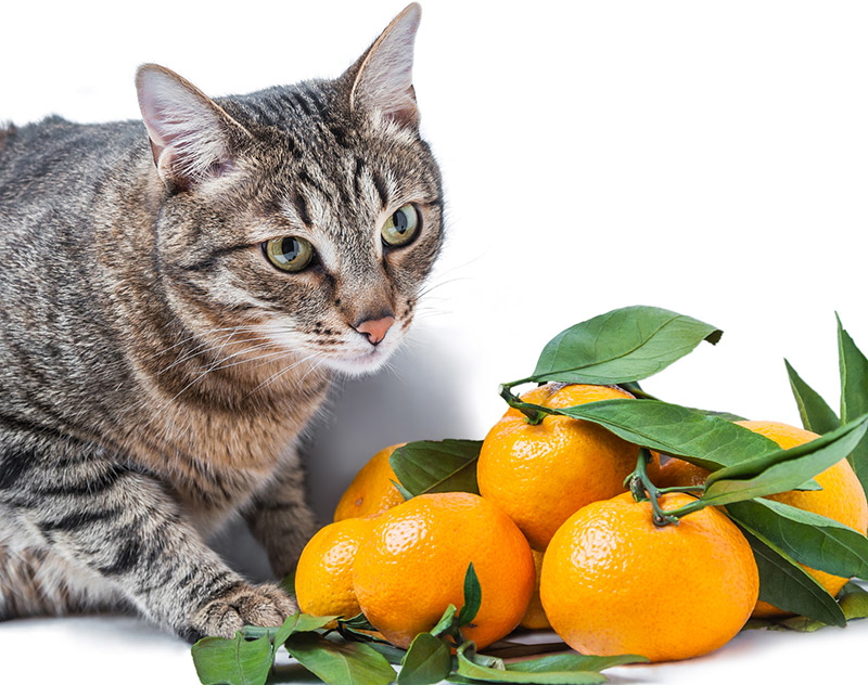 Alergia alimentaria en gatos