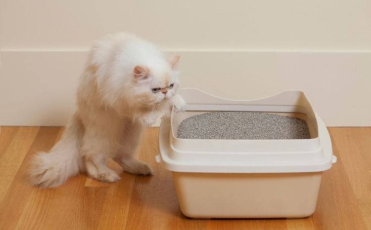 La gata y el arenero