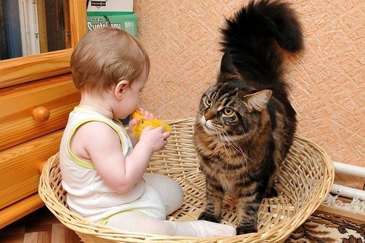El gato y el niño