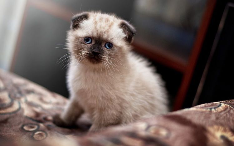 El gatito sentado en la cama