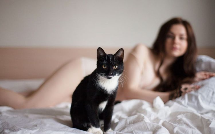 Gato negro en la cama