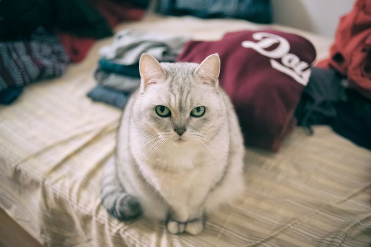 Gato en la cama