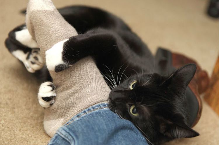 Gato a los pies del dueño